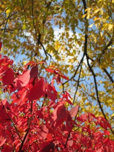 New England Fall Foliage