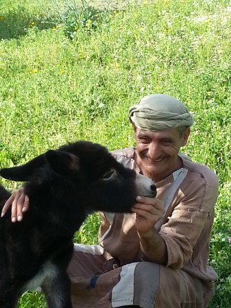 Six day old donkey with shepherd.