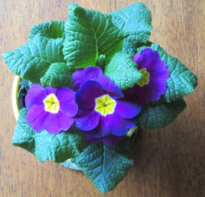 Cheery primrose in the winter!