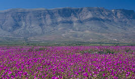 Atacama desert in bloom!