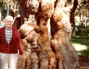 Mr Black is dwarfed by this huge ancient tree.