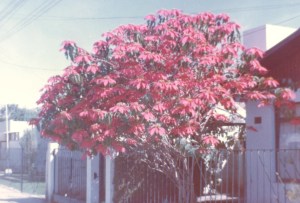 Poinsettias grow into trees here!