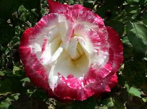 Rose of Sharon