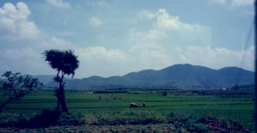 Green rice fields on the way to Hong Kong on the train.