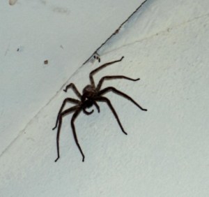 Tarantulas as big as my palm were over my bed all night!