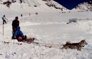 99 dogsled in August