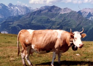 One of the many cows grazing in the meadows. Love those cow bells!