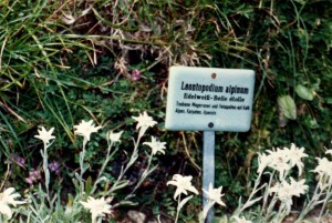 Edelweiss growing in the Alpine garden