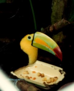 50 Belize zoo Toucan